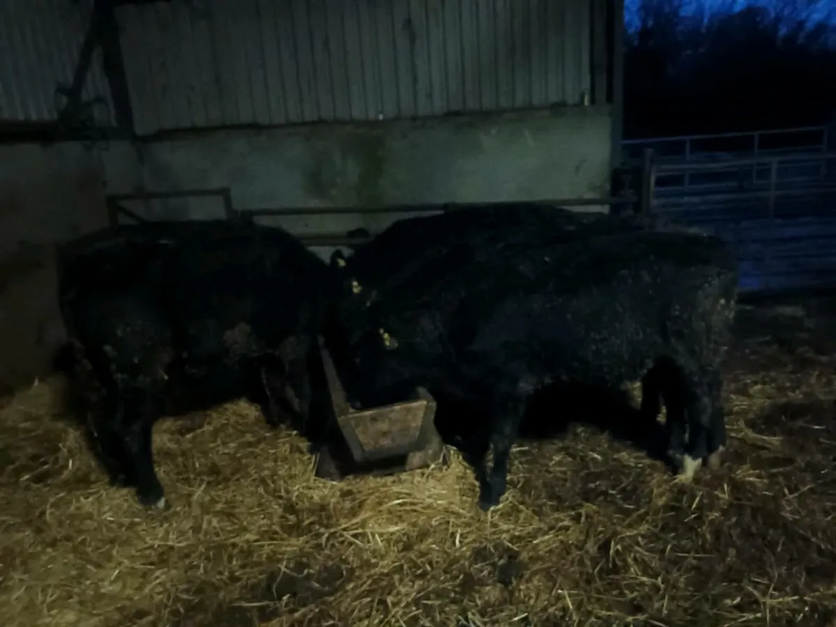 7 LIMOUSINE HEIFERS FOR SALE