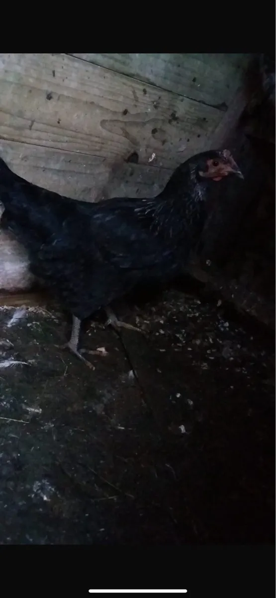 Light Sussex and daisybell hens - Image 2