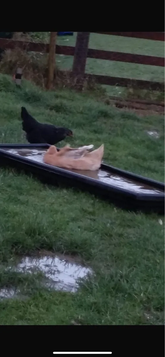 Light Sussex and daisybell hens - Image 3