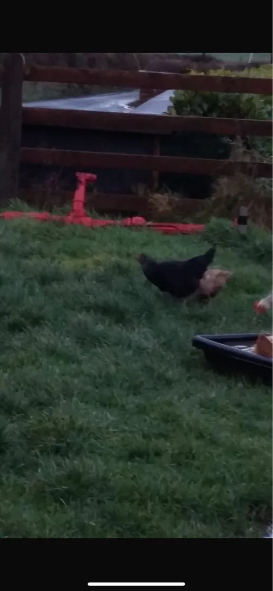 Light Sussex and daisybell hens - Image 4