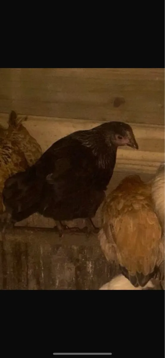 Light Sussex and daisybell hens - Image 1