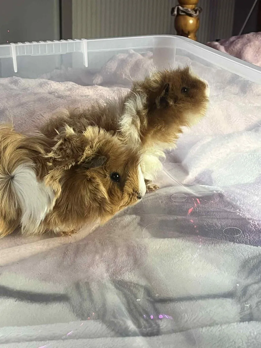 Guinea pigs with large cage - Image 3