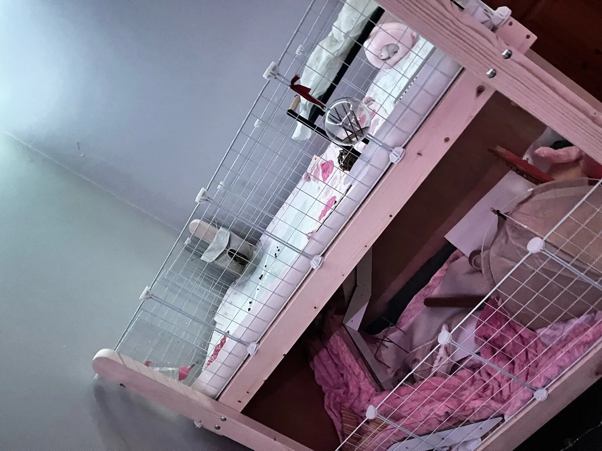 Guinea pigs with large cage - Image 1