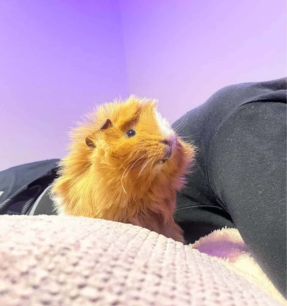 Guinea pigs with large cage - Image 2