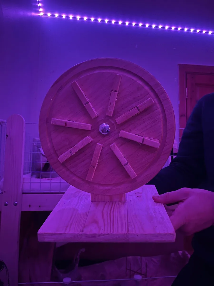 Guinea pigs with large cage - Image 4