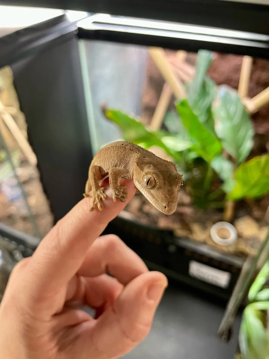Baby crested geckos - Image 4