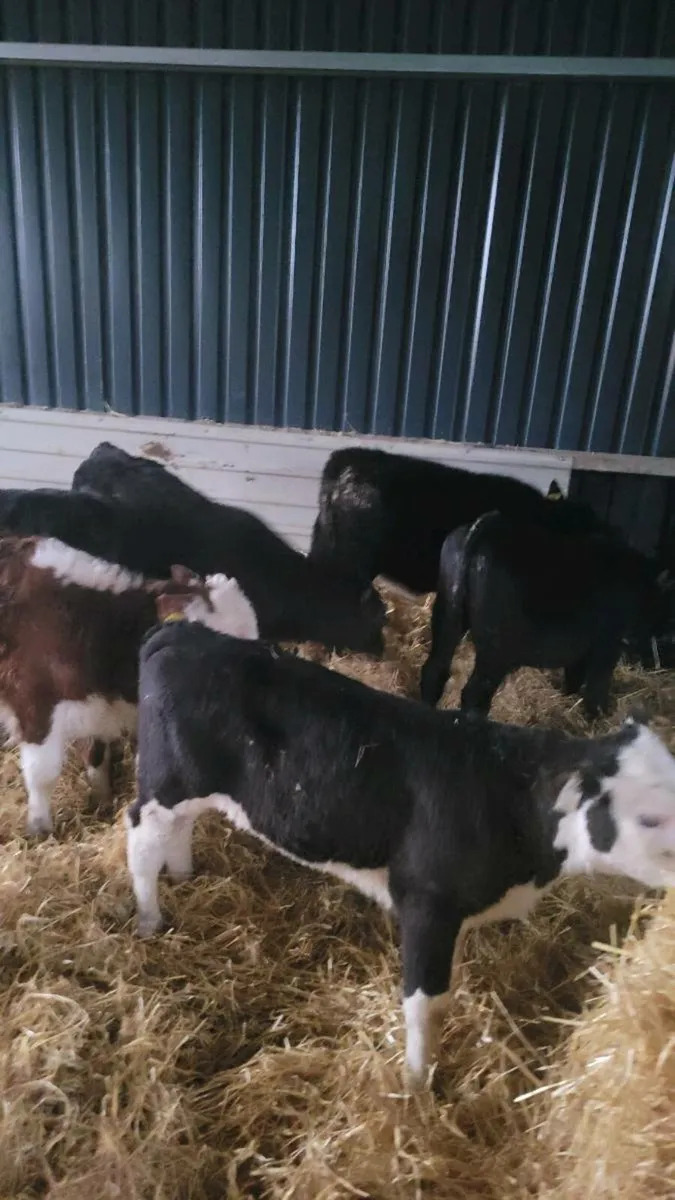 Calves off milk - Image 3