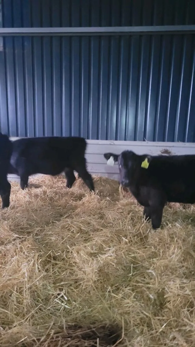 Calves off milk - Image 4