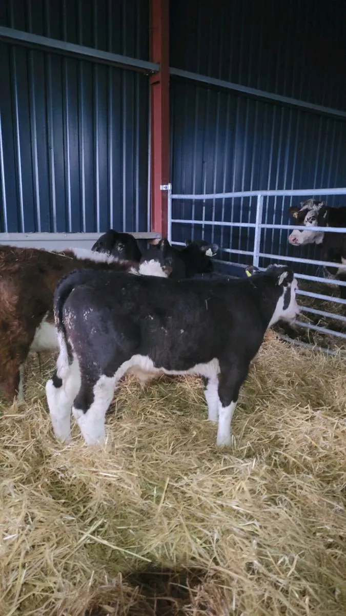 Calves off milk - Image 1