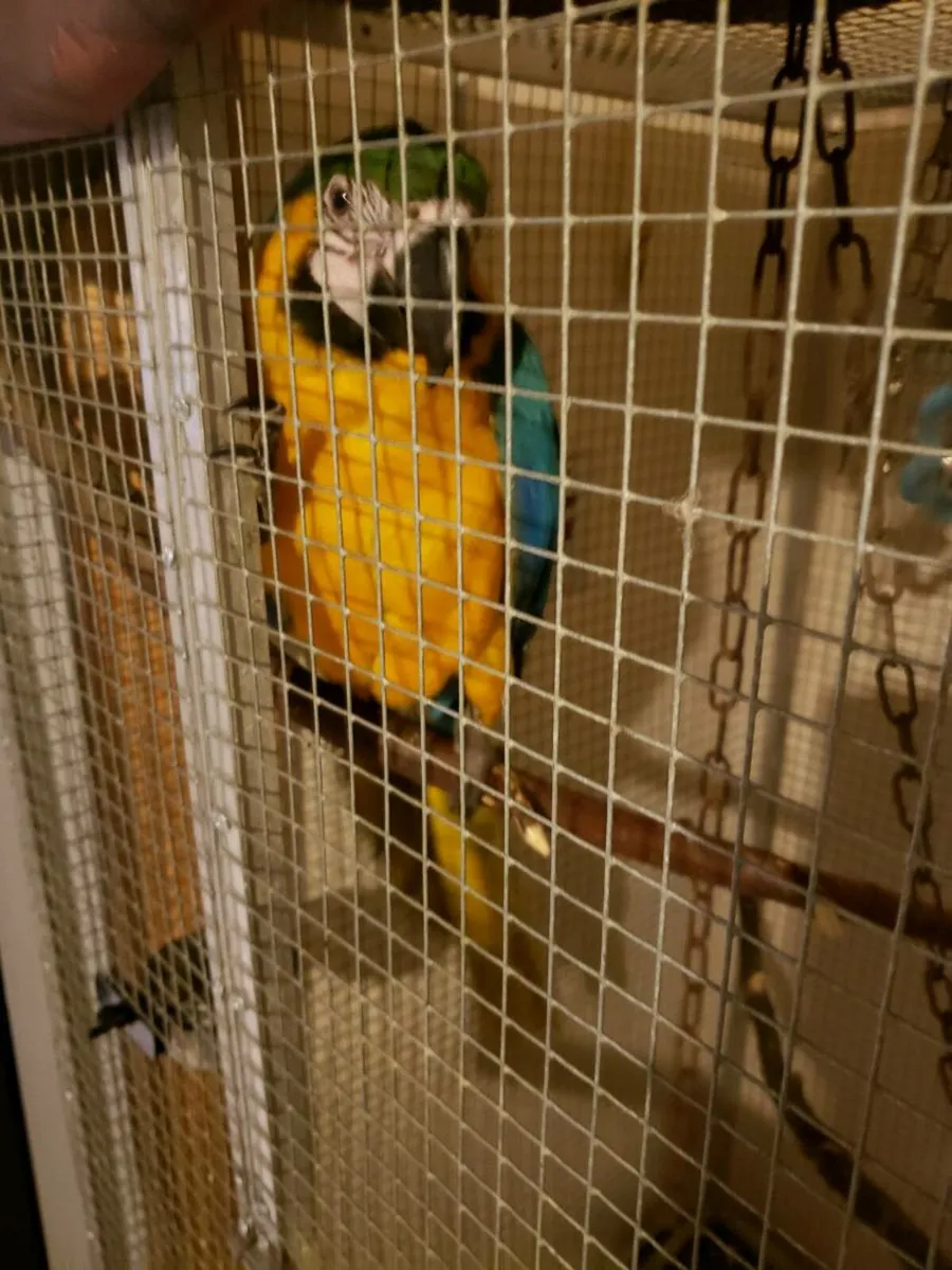 Macaw Parrot for sale - Image 2