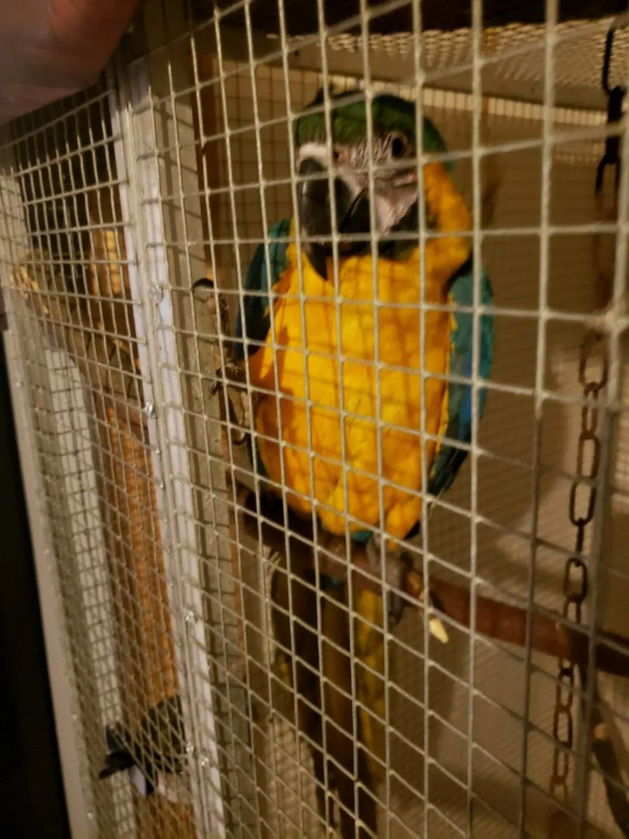 Macaw Parrot for sale - Image 4