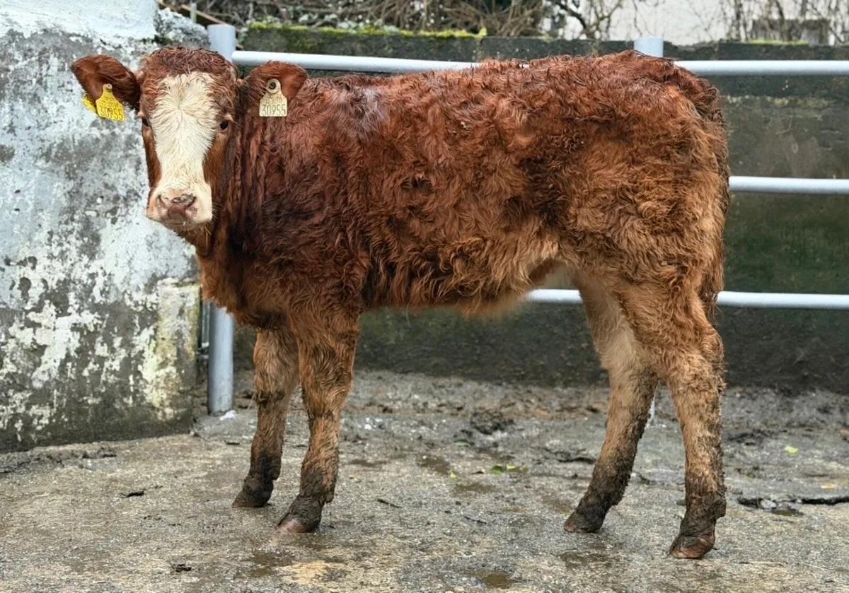 ⭐️Super Limousine Cow maker ⭐️ - Image 3