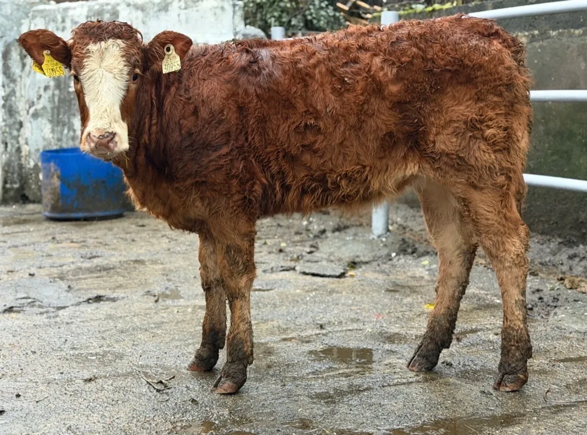 ⭐️Super Limousine Cow maker ⭐️ - Image 4