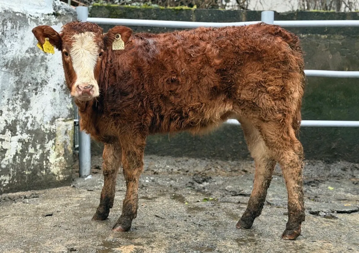 ⭐️Super Limousine Cow maker ⭐️ - Image 1