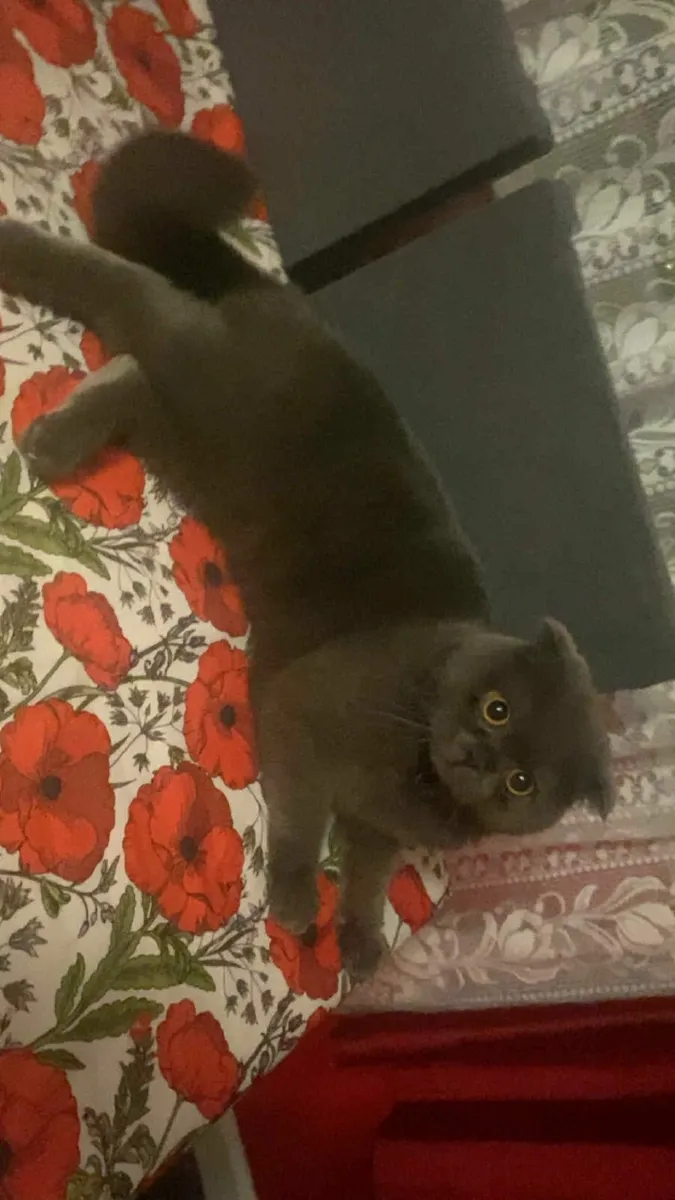 Scottish Fold Eared Cat - Image 1