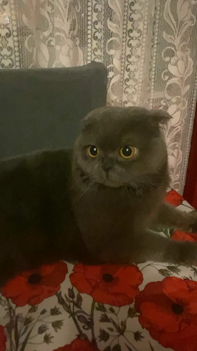 Scottish Fold Eared Cat - Image 4