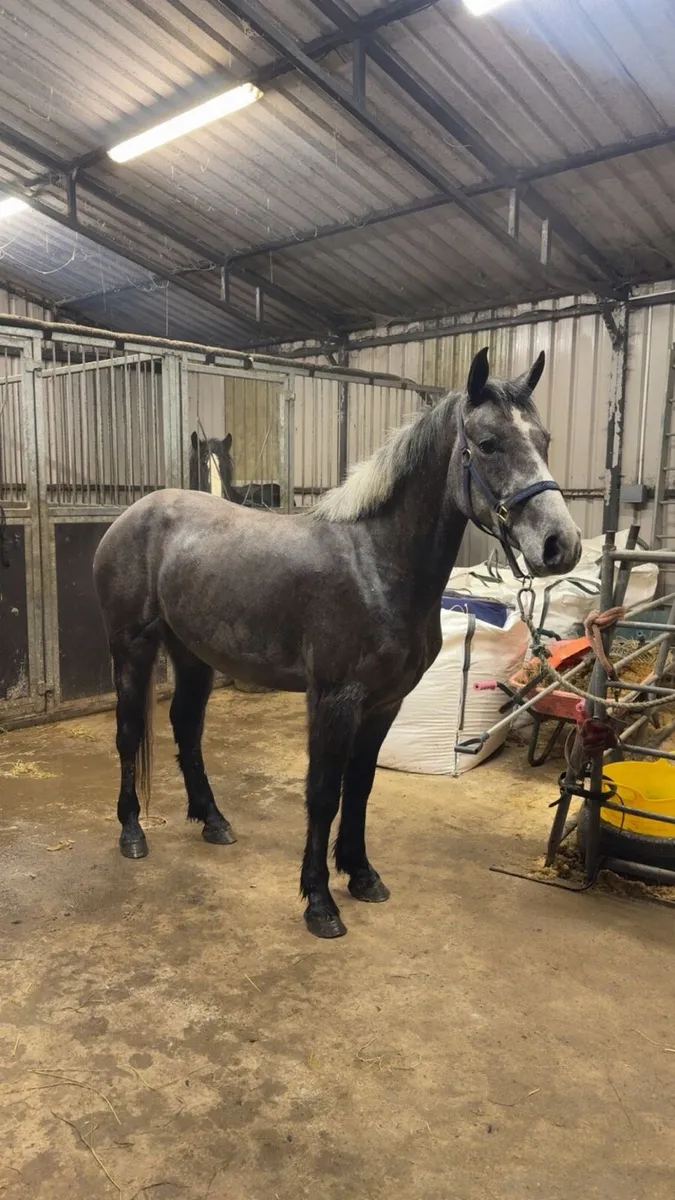 *! 14.1hh Full Connie 4yr Gelding !* - Image 1