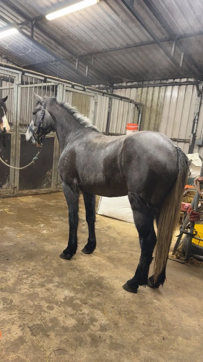 *! 14.1hh Full Connie 4yr Gelding !* - Image 3