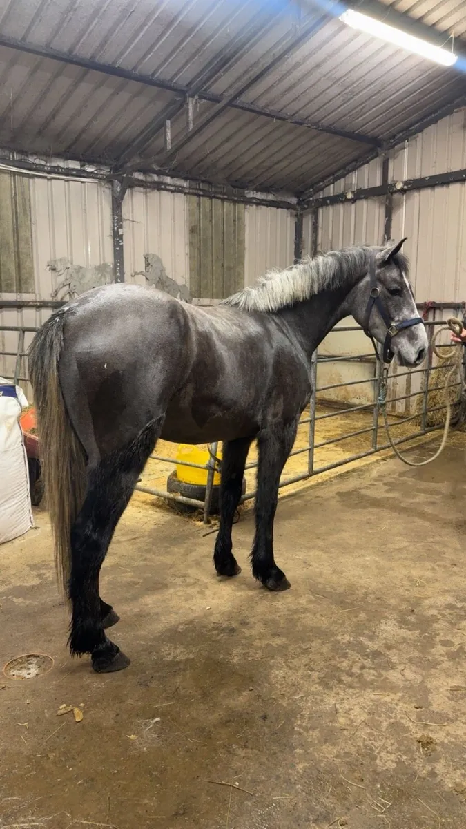 *! 14.1hh Full Connie 4yr Gelding !* - Image 4