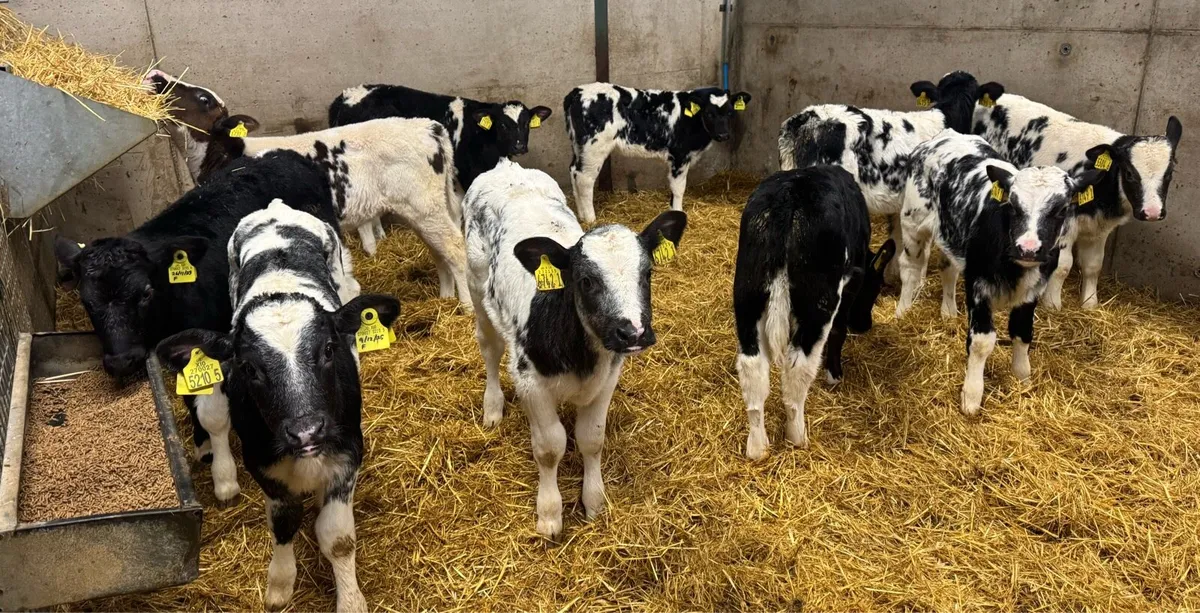 Belgian Blue Heifers - Image 1