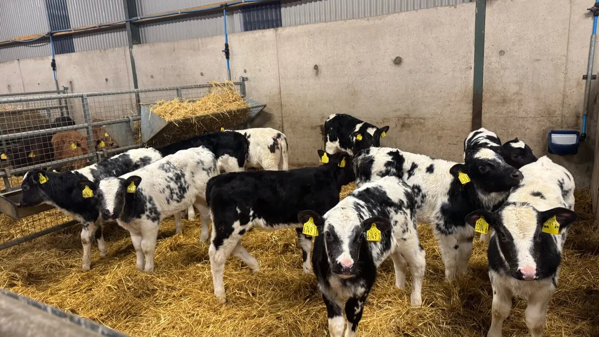 Belgian Blue Heifers - Image 2