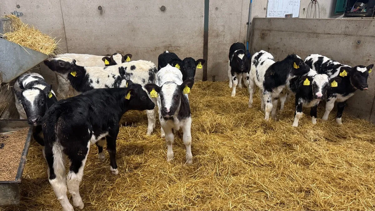 Belgian Blue Heifers - Image 3