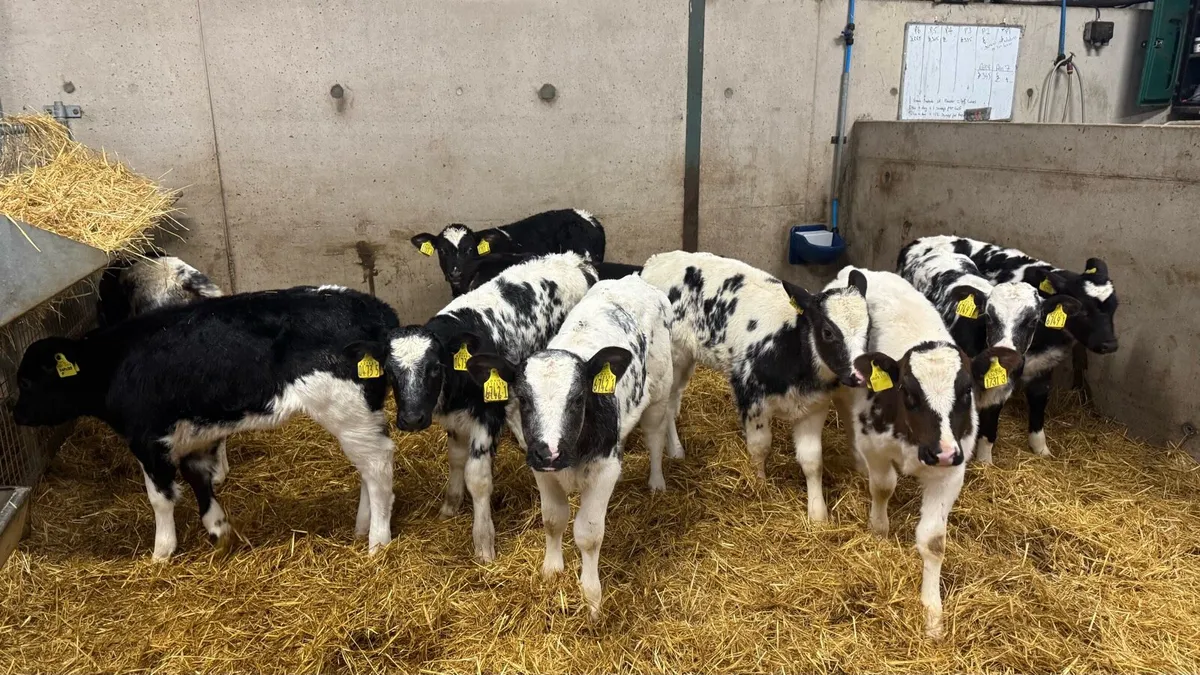 Belgian Blue Heifers - Image 4