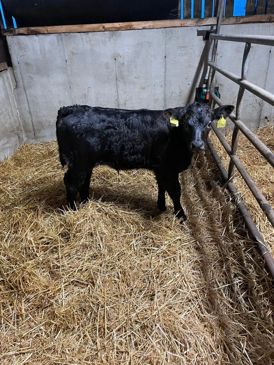 Calf for sale - Image 1