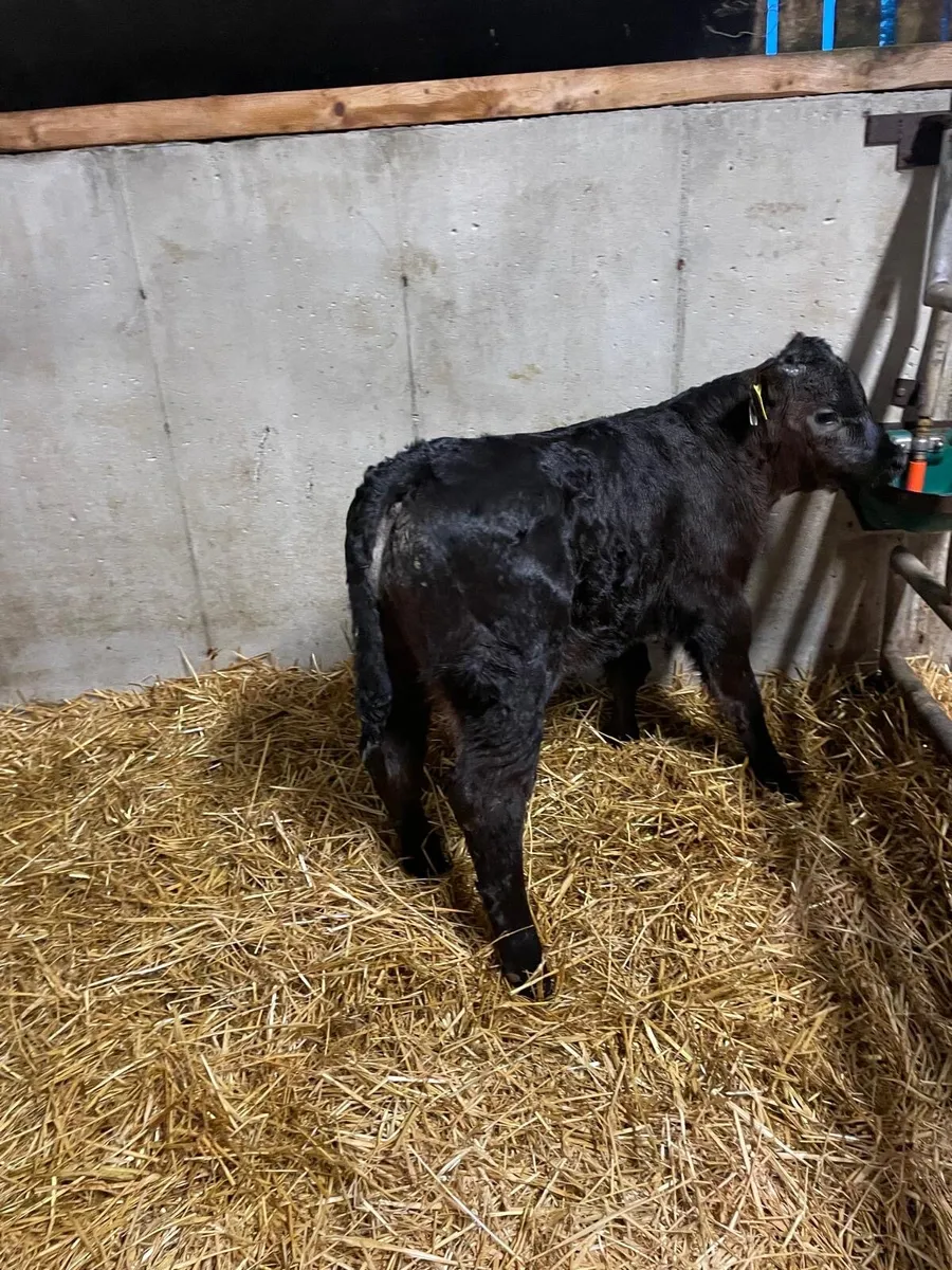 Calf for sale - Image 3
