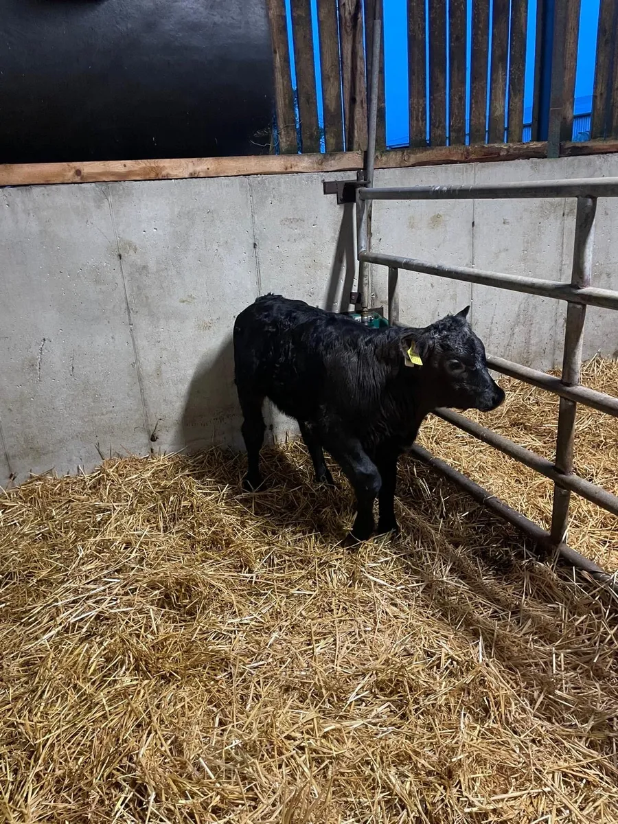 Calf for sale - Image 4