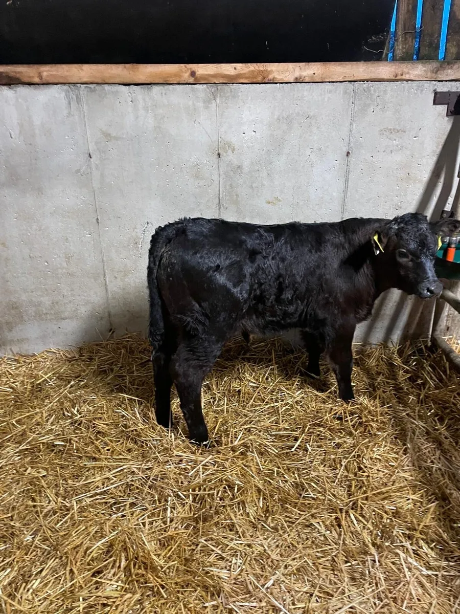 Calf for sale - Image 2