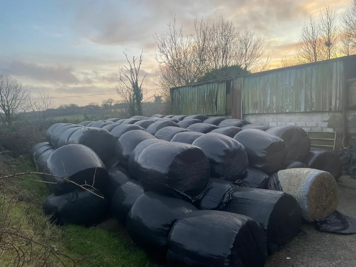 Organic Red Clover Silage & Haylage - Image 1