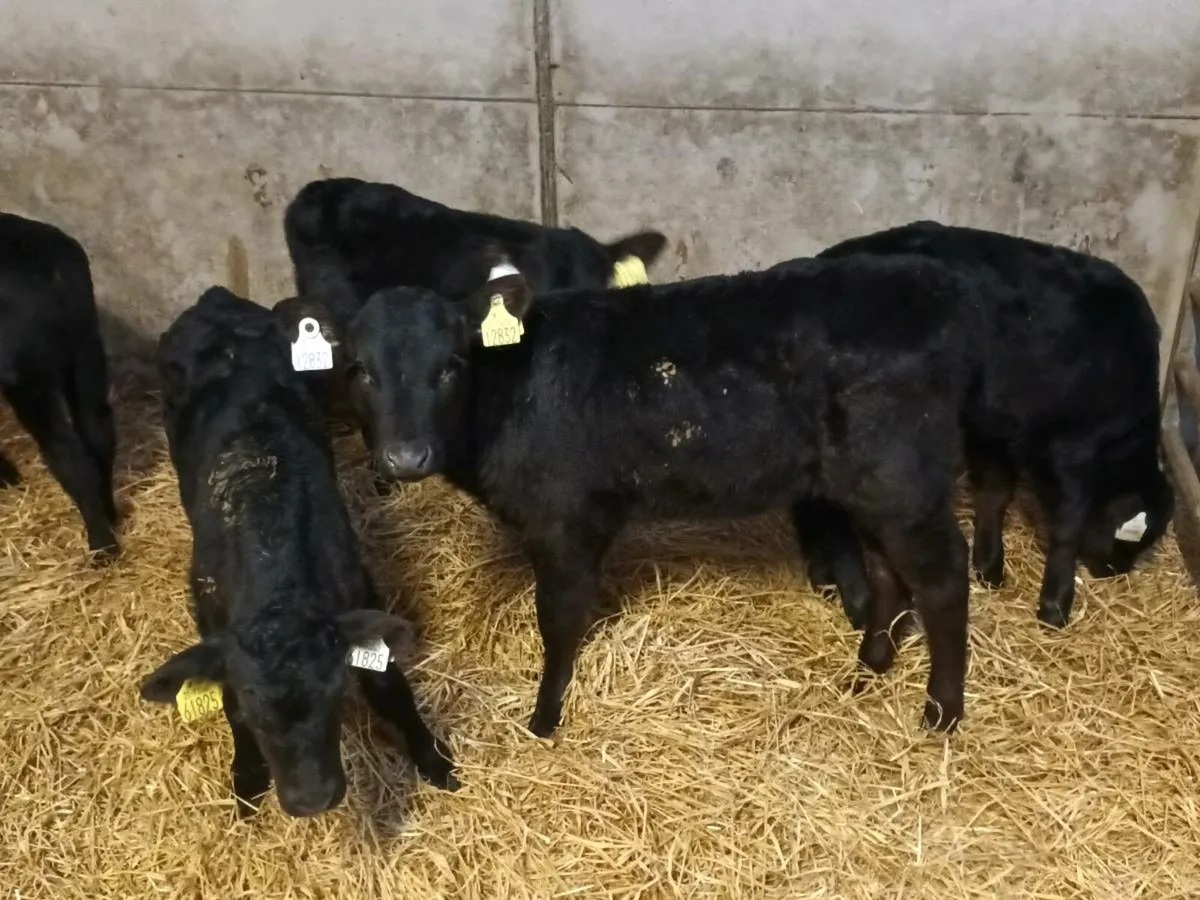 14 HEREFORD AND ANGUS CALVES FOR SALE - Image 3