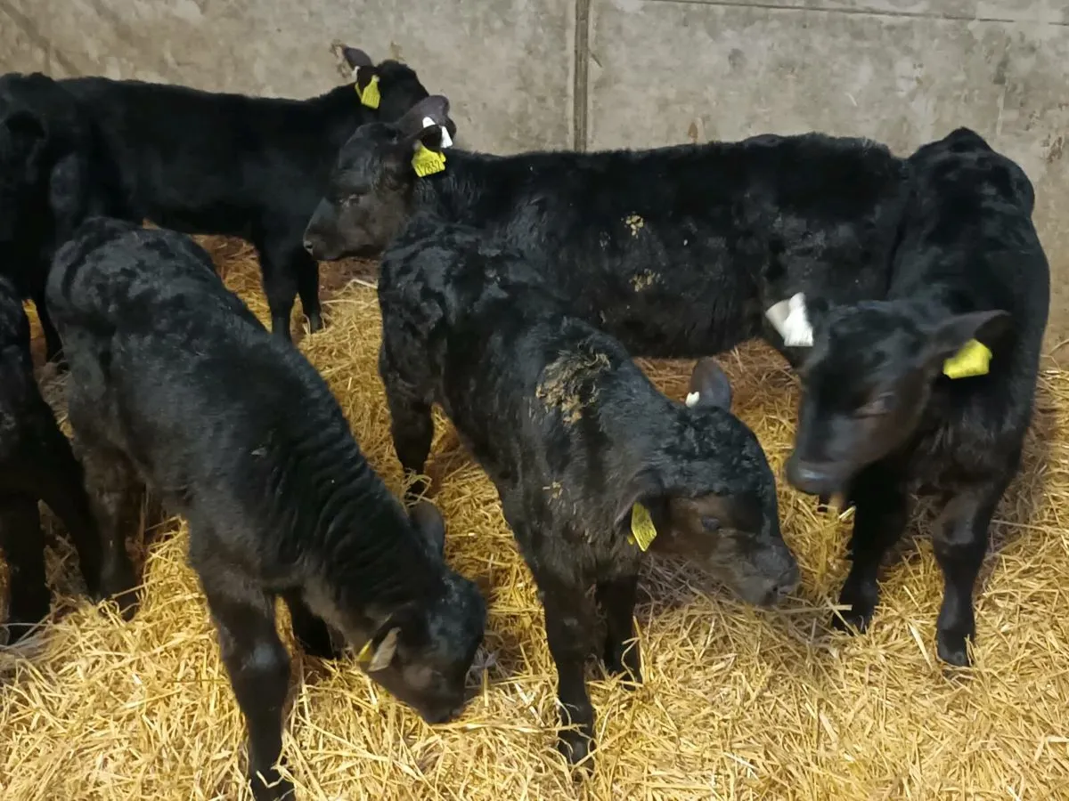 14 HEREFORD AND ANGUS CALVES FOR SALE - Image 4
