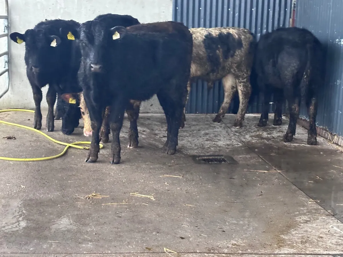 8 bull Weanlings for sale - Image 1