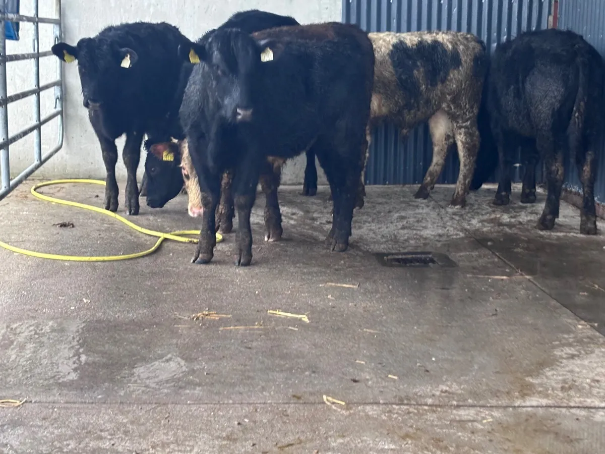 8 bull Weanlings for sale - Image 2