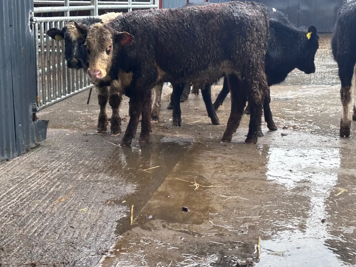 8 bull Weanlings for sale - Image 3