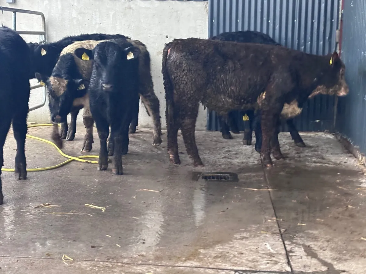 8 bull Weanlings for sale - Image 4