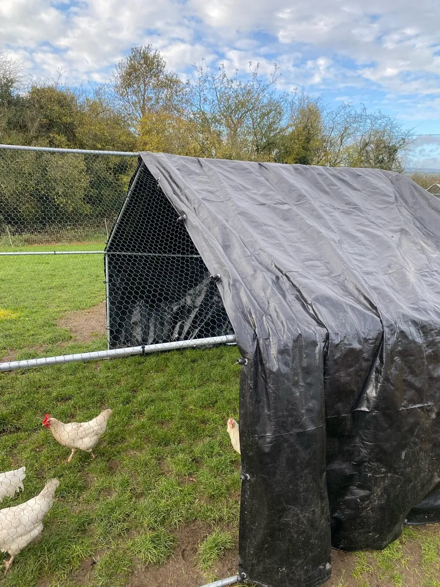 CHICKEN RUNS - Image 2