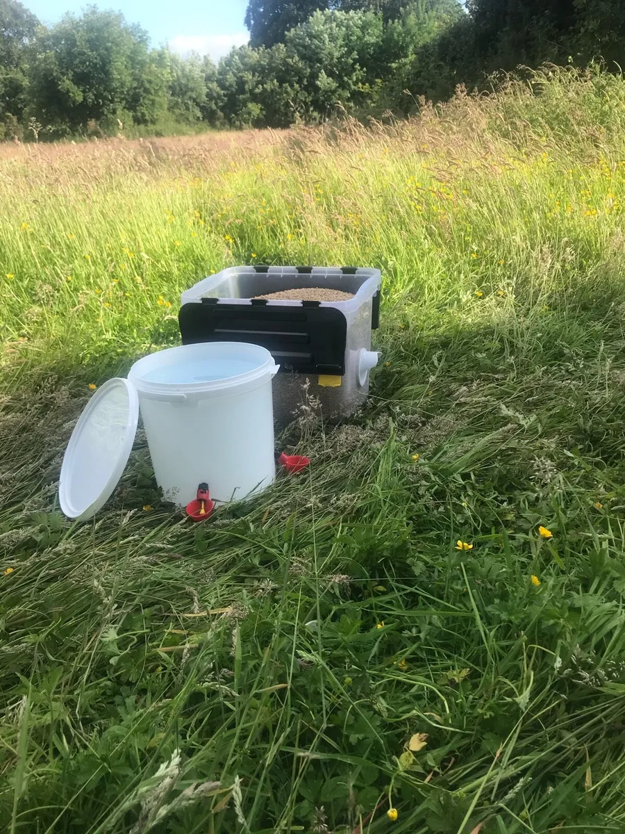 FEEDERS AND DRINKERS - Image 3