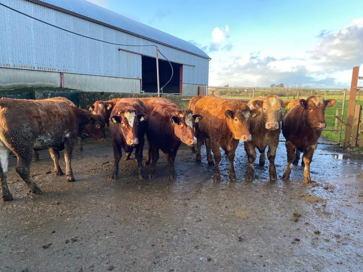 Heifers - Image 1