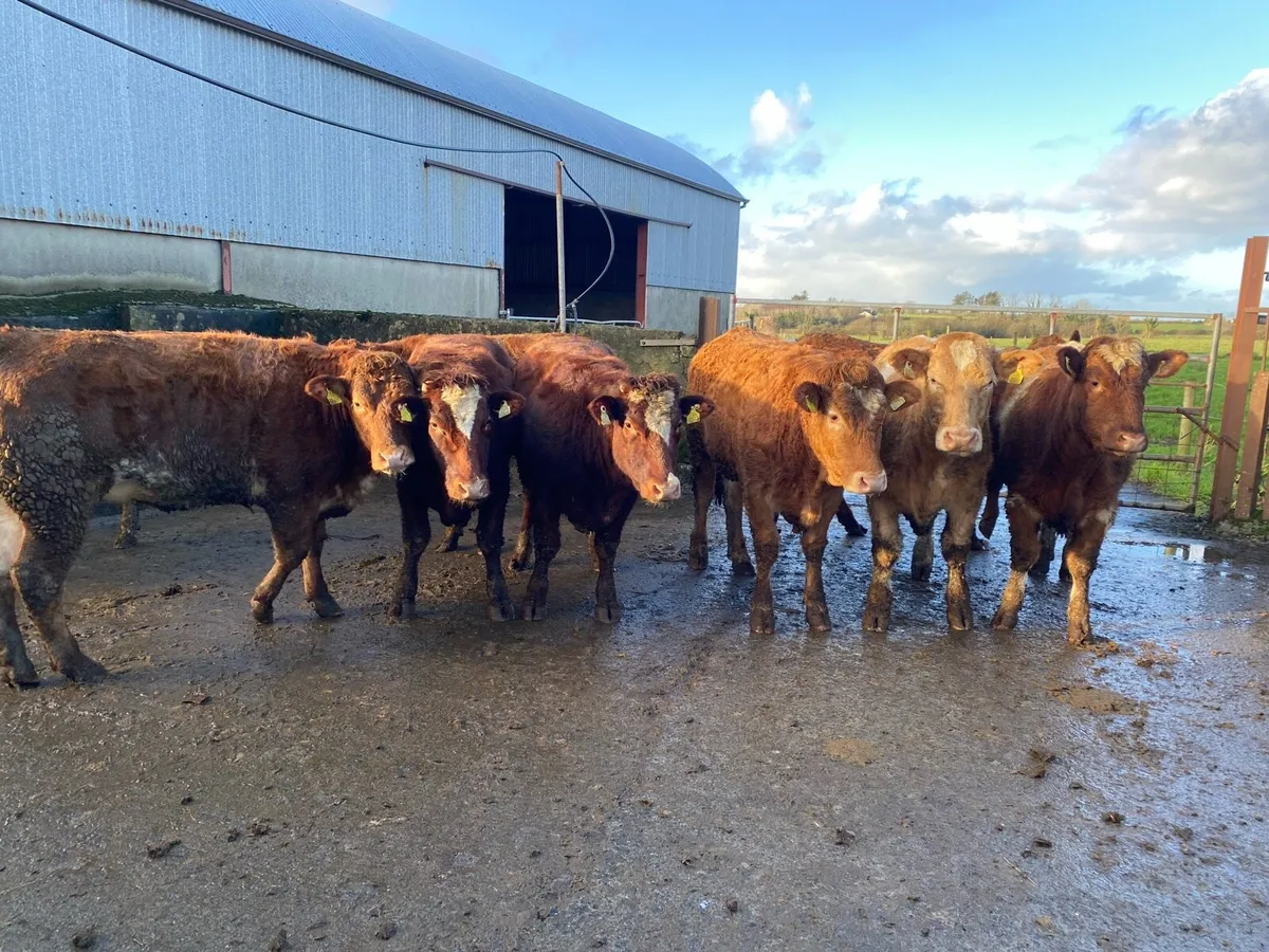 Heifers - Image 2