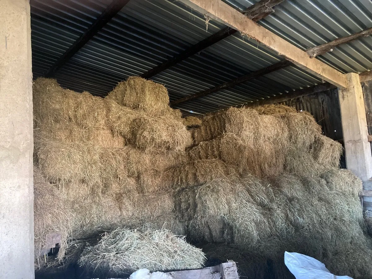 Small square green hay /barley straw - Image 3