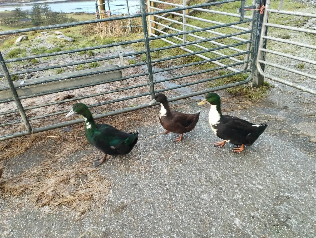 Free range Drakes and Roosters - Image 1