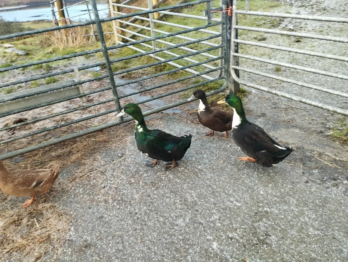 Free range Drakes and Roosters - Image 2