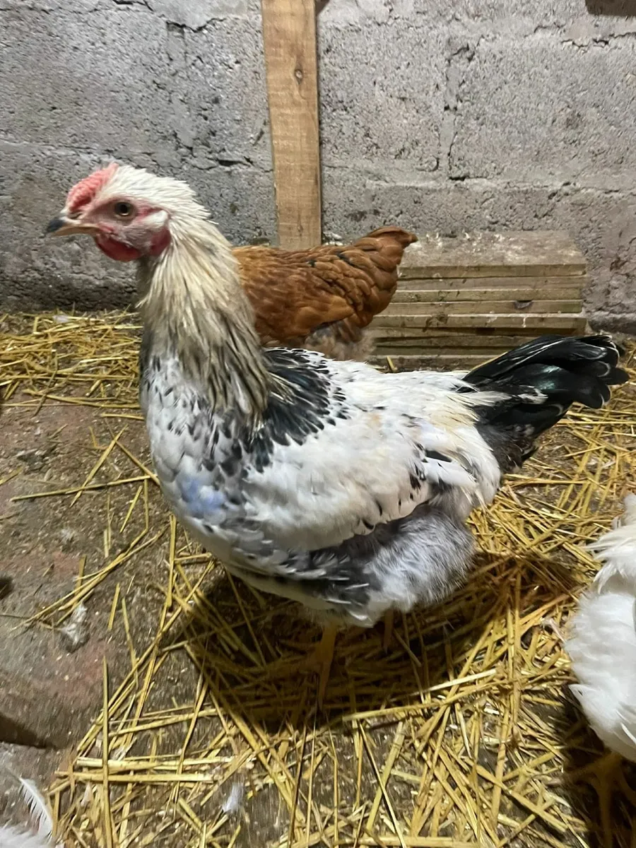 Free range Drakes and Roosters - Image 3