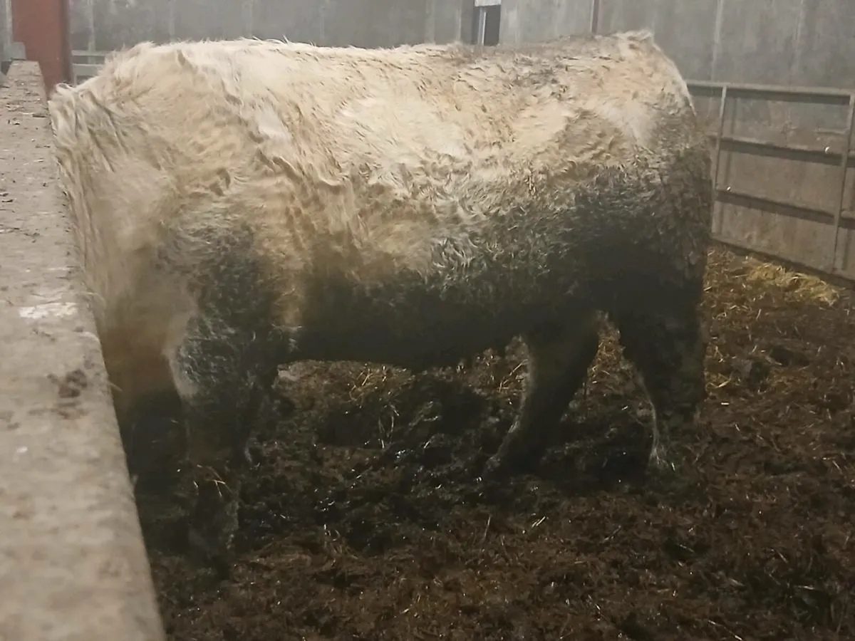 1 smashing Charolais Purebred Dry  cow for sale - Image 2