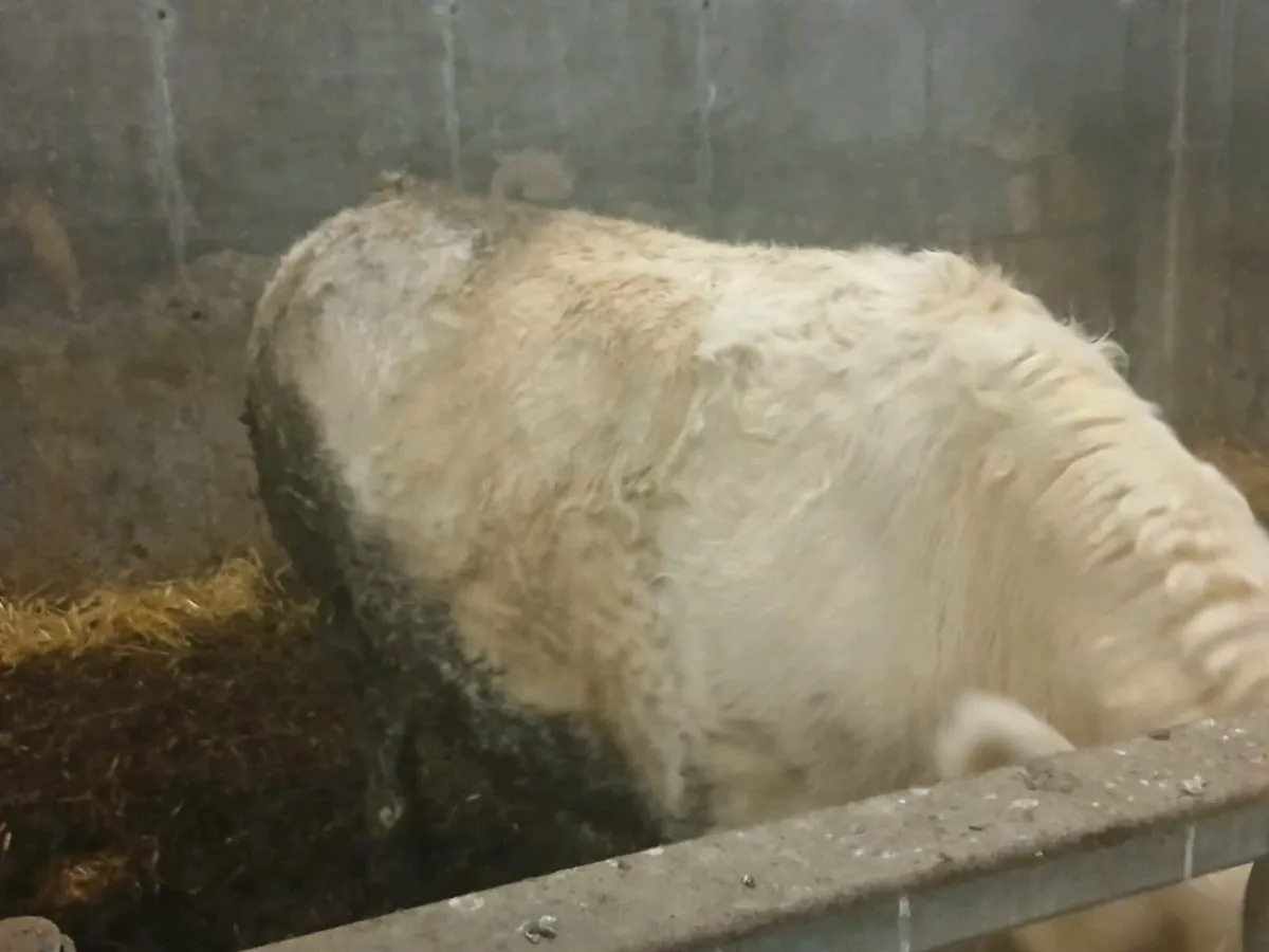 1 smashing Charolais Purebred Dry  cow for sale - Image 3