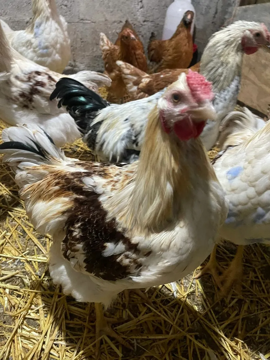 Free range Drakes and Roosters - Image 4