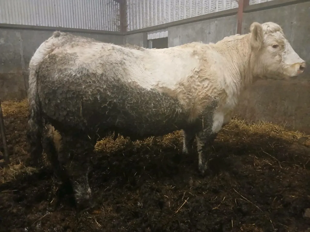 1 smashing Charolais Purebred Dry  cow for sale - Image 1